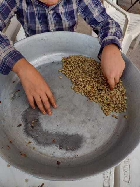 taxco-organic-coffee-garden-experience