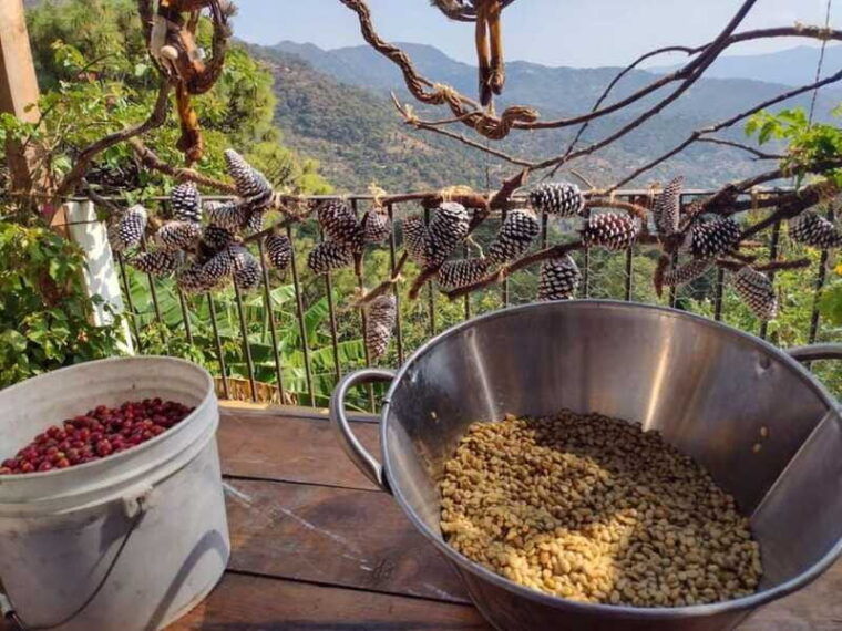 taxco-organic-coffee-garden-experience