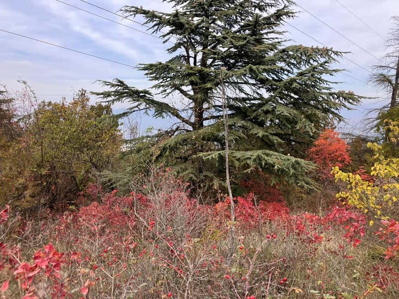 Tbilisi: Delightful Trail over the City - Exploring the Trail: What You Can Expect