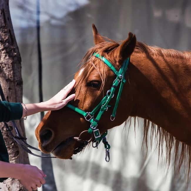 Tbilisi: Kakheti Horse Riding, Wine Tasting, and Cooking - A comprehensive look at the tour experience
