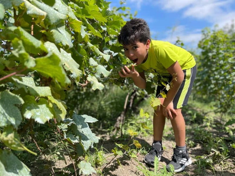 Tbilisi: Kakheti Private Wine Tour with Family Lunch - FAQ