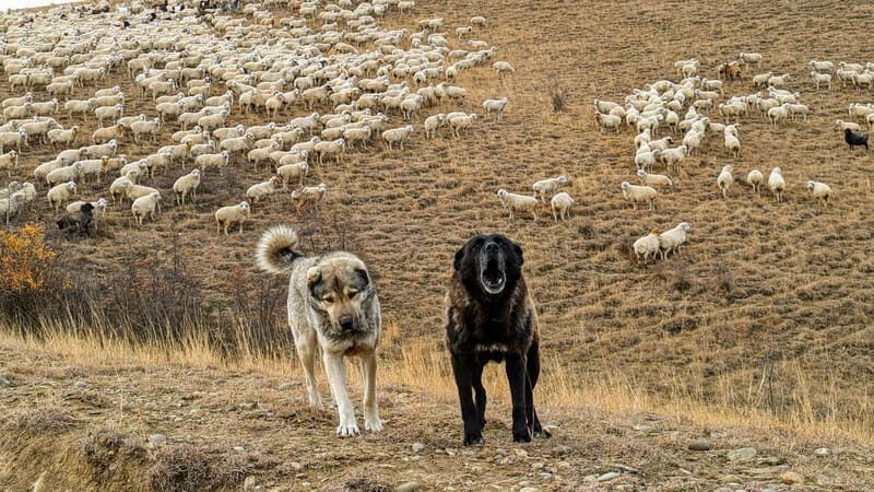 Tbilisi: Real Adventure  Gareja & Rainbow Desert 4x4 + Hike - Concluding Thoughts: Who Will Love This Tour?