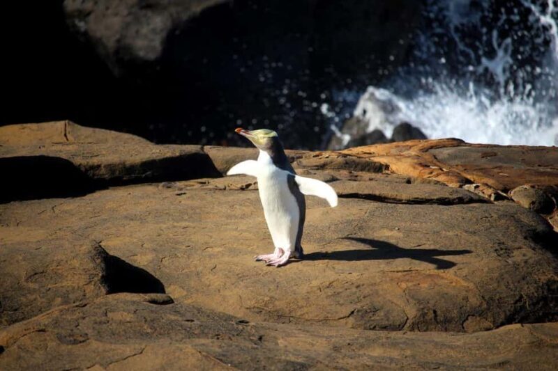 Te Anau to Dunedin via the Catlins & Invercargill 1 Way Tour - What’s Included and What’s Not