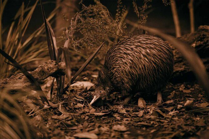 Te Puia: Te P Indigenous Evening Experience Combo - Exploring Te Puia’s Evening Experience