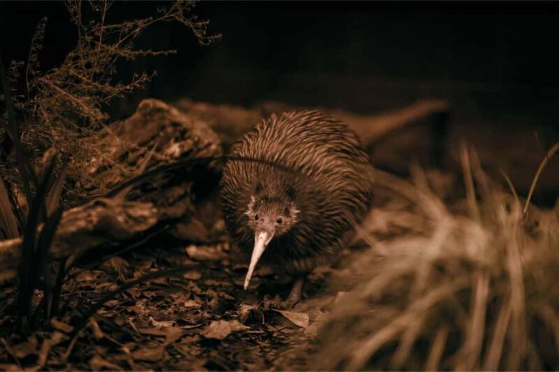 Te Puia: Te R Guided Day Tour + Haka Cultural Performance - Value and Overall Impression