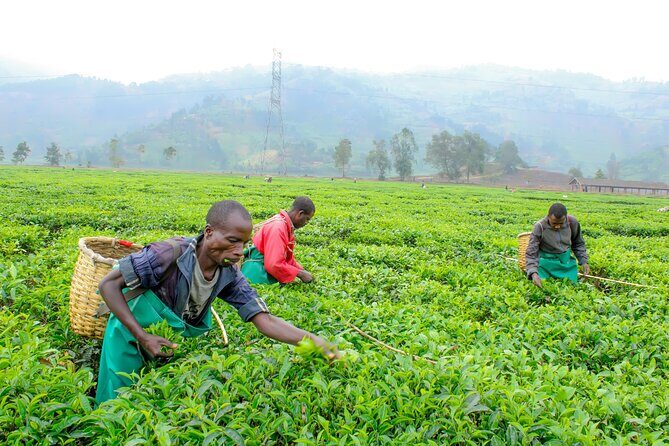 Tea and coffee tours - What Makes This Tour Special? 
