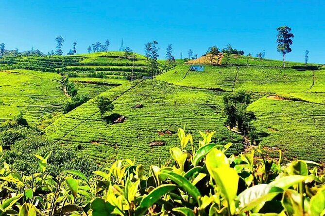 Tea Country Day Tour from Kandy - Nuwara Eliya - An In-Depth Look at the Tour