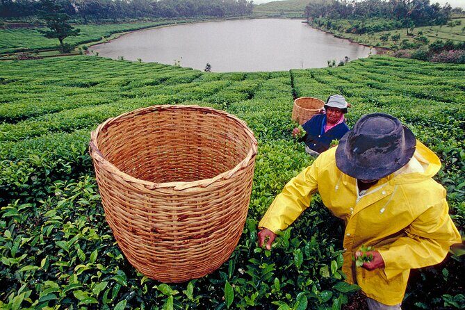 Tea Experience in the Exotic South of Mauritius Private tour. - Key Points