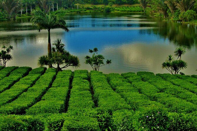 Tea Experience in the Exotic South of Mauritius Private tour. - The Perfect Fit: Who Should Book This Tour?