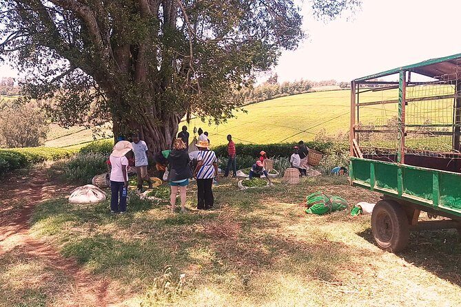 Tea Farm Experience at Riara Tea Farm And Factory Tour - Final Thoughts: Who Should Consider This Tour?