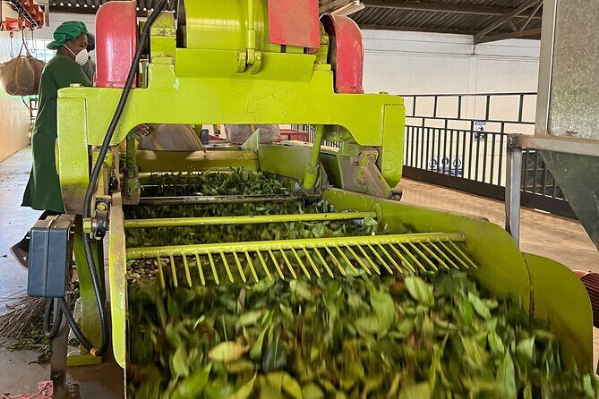 Tea Farm Experience at Riara Tea Farm And Factory Tour - FAQs
