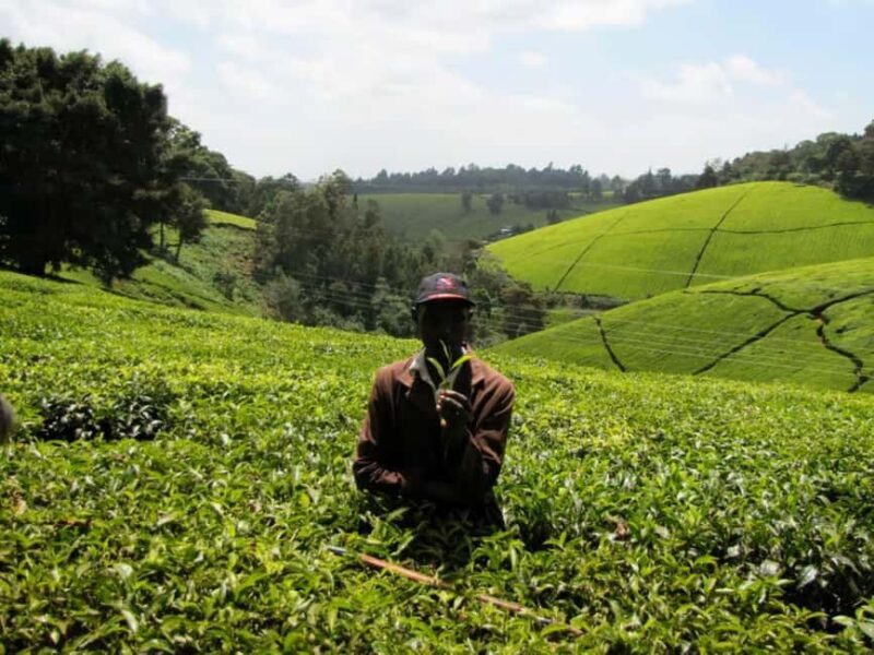 Tea Farm From Nairobi (Kiambethu) - Who Would Love This Tour?