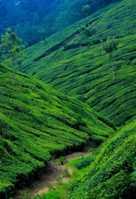 Tea Farm Tour (All Inclusive) - Key Points