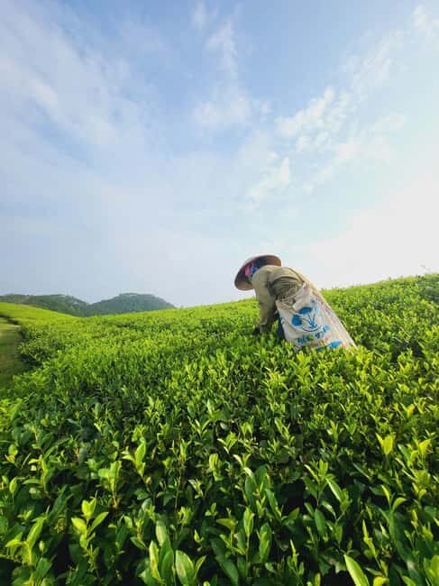 Tea Farm Tour (All Inclusive) - Introduction: A Taste of Kenya’s Tea Landscape