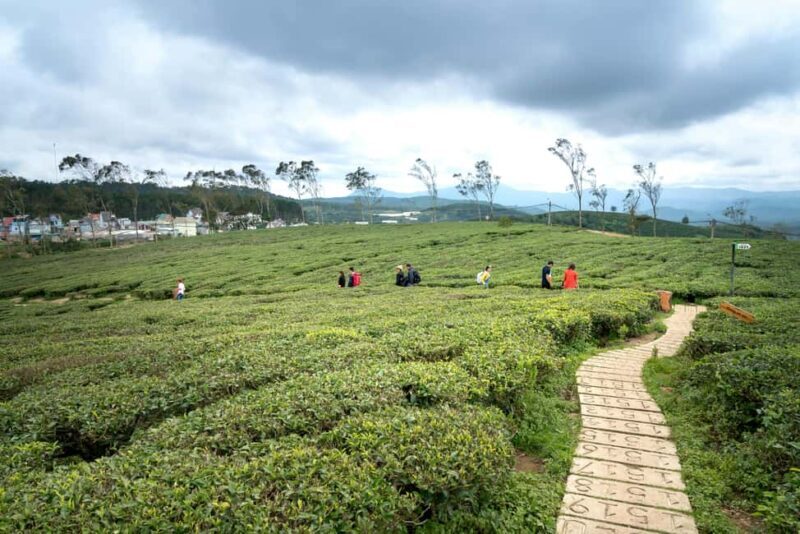 Tea Farm Tour (All Inclusive) - Practical Details: What’s Included and What to Know