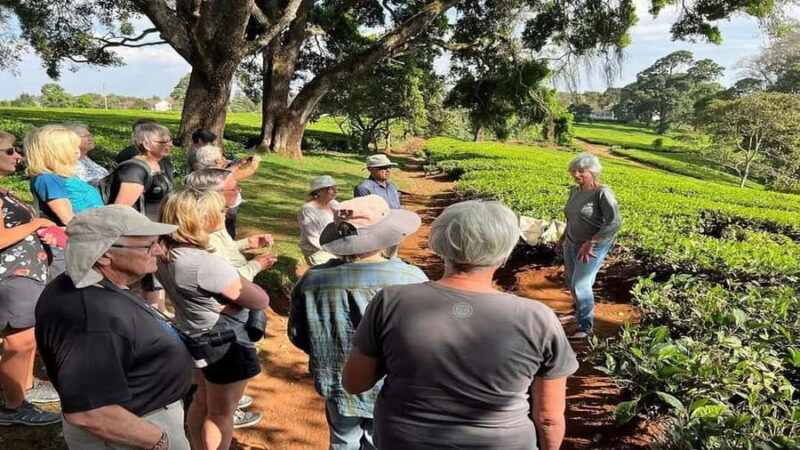 Tea Farm Tour From Nairobi (Kiambethu). - The Itinerary in Detail