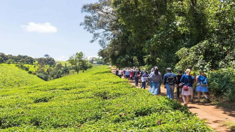 Tea Farm Tour From Nairobi (Kiambethu). - FAQ