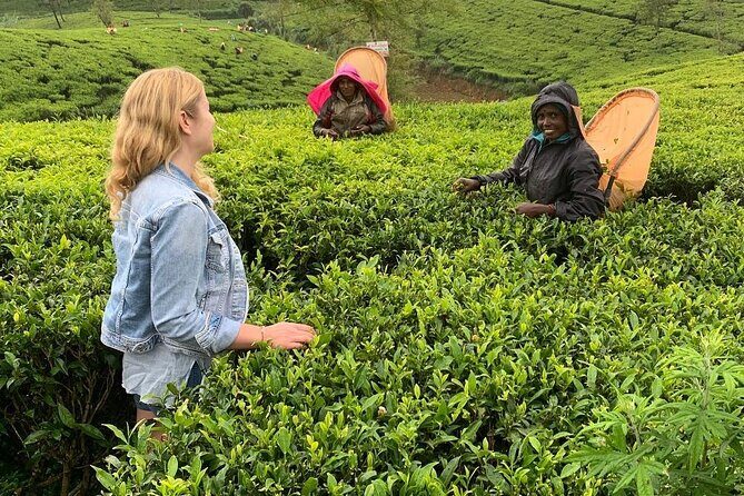 Tea Fields & Factory Tour - Practical Considerations and Value