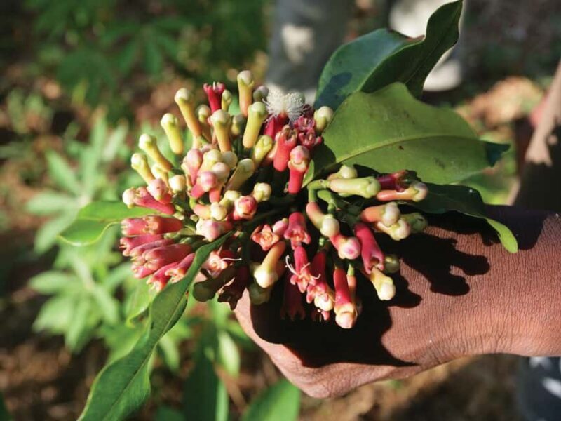 Tea House, Zanzibar Coffee House, Spice Tour with Lunch - Who Should Book This Tour?