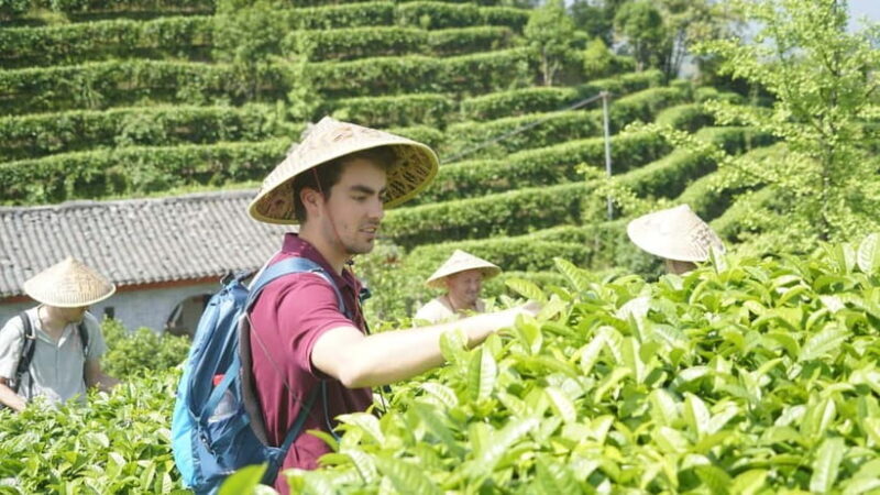 Tea Picking and Processing at Qixian Peak Scenic Area - Discovering the Charm of Tea Picking at Qixian Peak Scenic Area