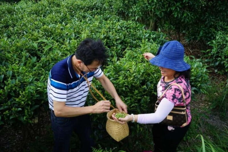 Tea Picking and Processing at Qixian Peak Scenic Area - What to Expect During the Tour