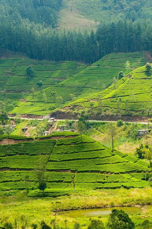 tea-plucking-and-tea-factory-visit-from-kandy