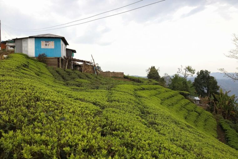 tea-plucking-and-tea-factory-visit-from-kandy