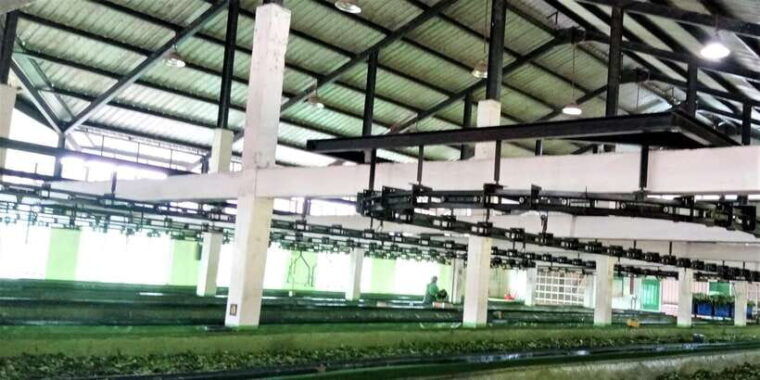 tea-plucking-and-tea-factory-visit-from-kandy