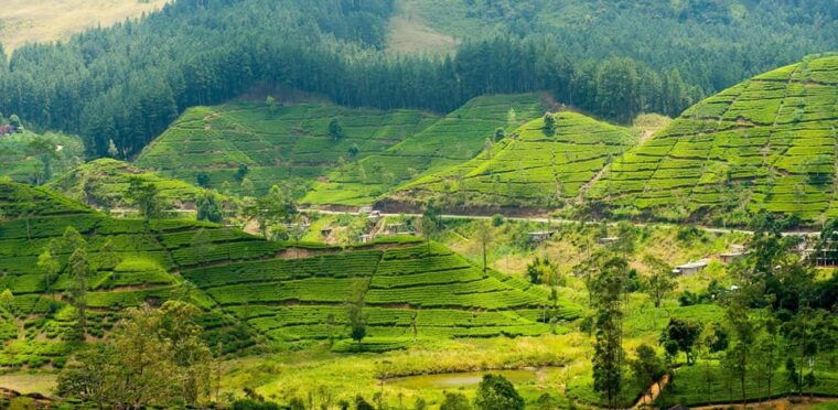 tea-plucking-and-tea-factory-visit-from-kandy