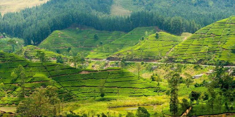 tea-plucking-and-tea-factory-visit-from-nuwara-eliya