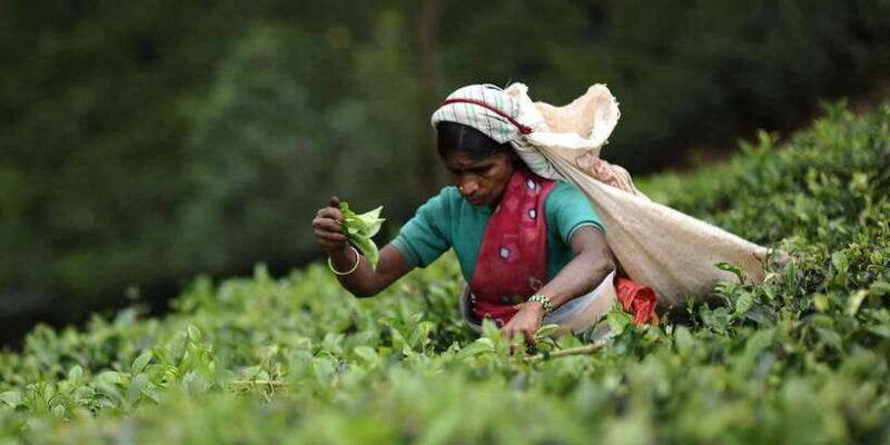 tea-plucking-and-tea-factory-visit-from-nuwara-eliya
