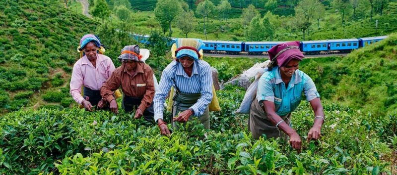 tea-plucking-and-tea-factory-visit-from-nuwara-eliya