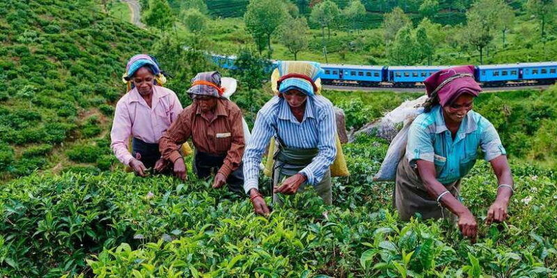 tea-plucking-and-tea-factory-visit-from-nuwara-eliya