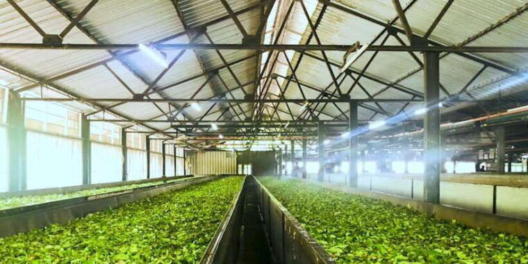 tea-plucking-and-tea-factory-visit-from-nuwara-eliya