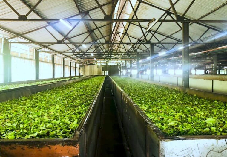 tea-plucking-and-tea-factory-visit-from-nuwara-eliya