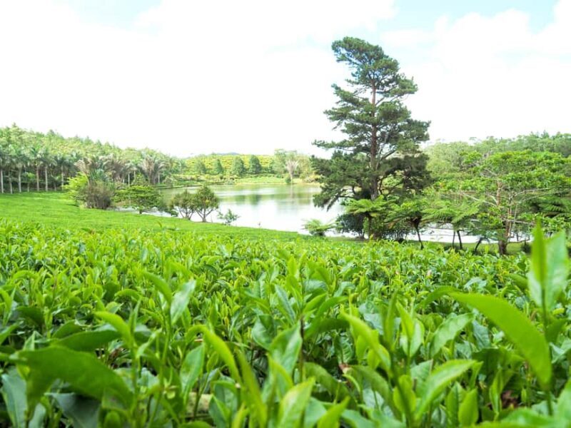 Tea, Rum & Vanilla Route - What Travelers Can Expect From Each Part