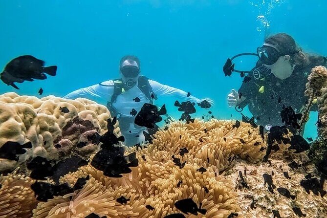 Teahupo'o Jurassic Tour and Private Diving - The Practicalities: Comfort, Cost, and Booking