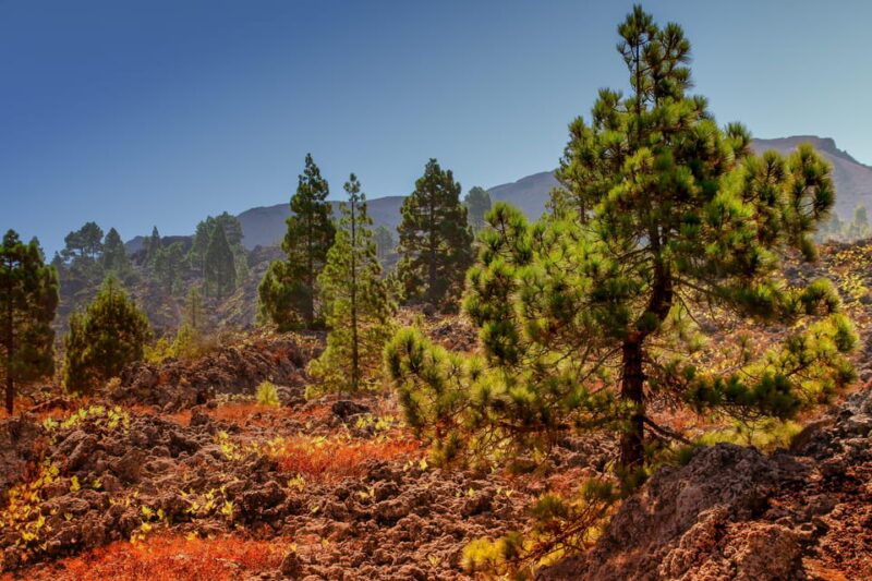 teide-guided-sunset-stargazing-tour-by-night-with-dinner