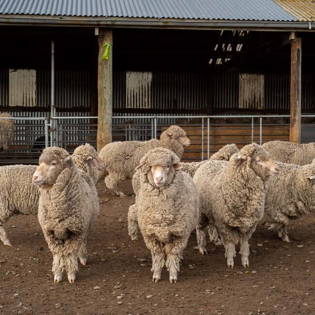 Tekapo: Merino Sheep Shearing and Sheepdog Demonstration - An Authentic Farm Experience in Lake Tekapo