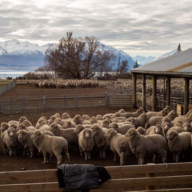 Tekapo: Merino Sheep Shearing and Sheepdog Demonstration - Sheepdog Demonstration: Agile and Clever Canines