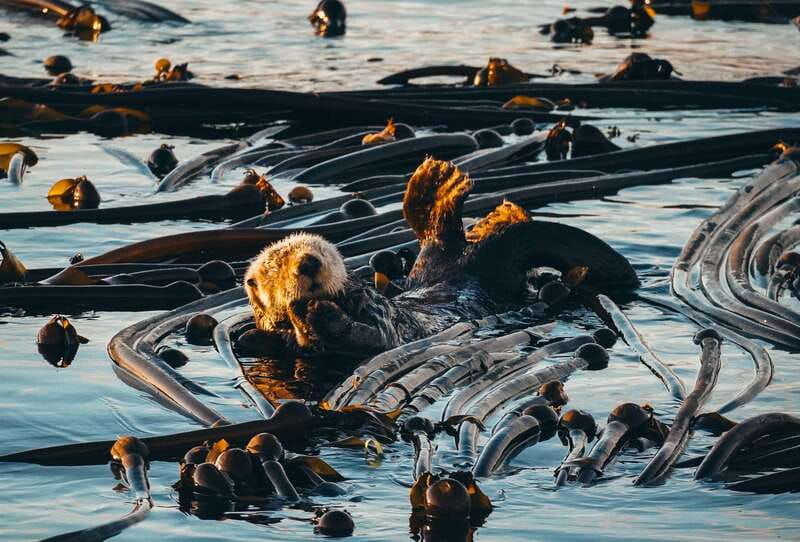 telegraph-cove-2-hour-evening-kayak-tour