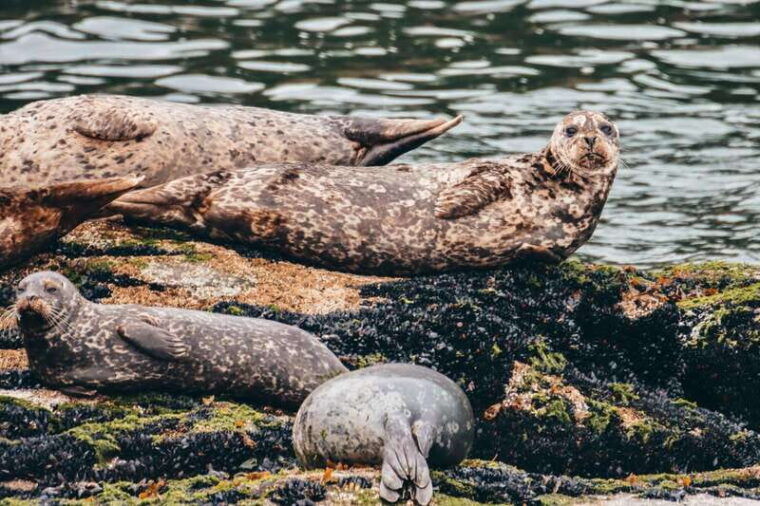 telegraph-cove-2-hour-family-fun-kayaking-tour
