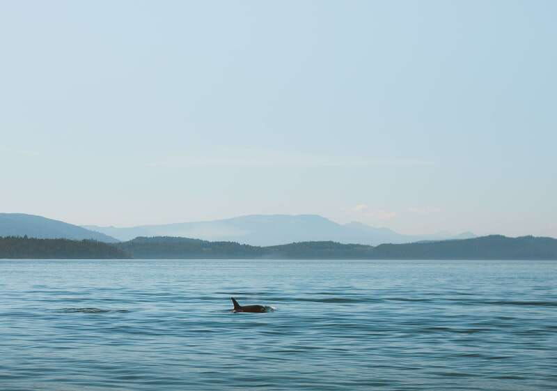 telegraph-cove-3-hour-whale-watching-tour-in-a-zodiac-boat