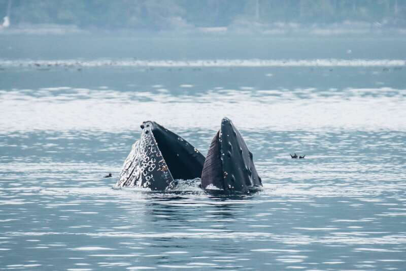 telegraph-cove-3-hour-whale-watching-tour-in-a-zodiac-boat