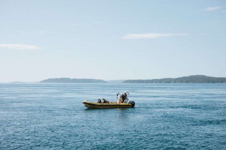telegraph-cove-3-hour-whale-watching-tour-in-a-zodiac-boat