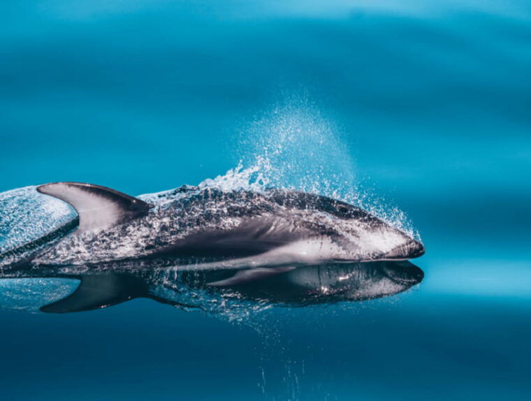 telegraph-cove-3-hour-whale-watching-tour-in-a-zodiac-boat