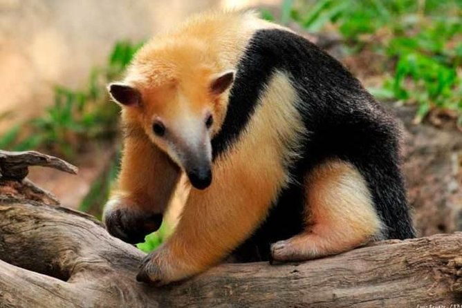 temaiken-biopark-buenos-aires-tour
