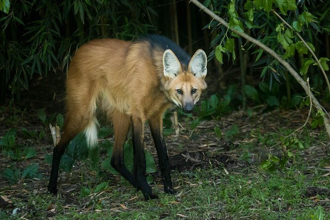 temaiken-biopark-buenos-aires-tour