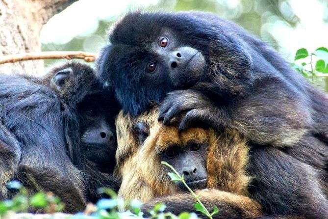 temaiken-biopark-buenos-aires-tour