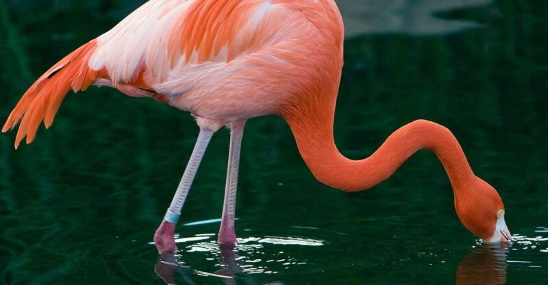 temaiken-biopark-entry-tickets